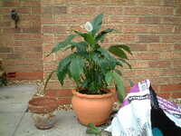  20050401-peace_lily repotting.JPG 